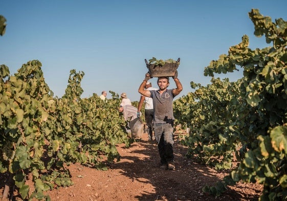 Un jornalero cosecha uva para cava en el pasado verano en Almendralejo.