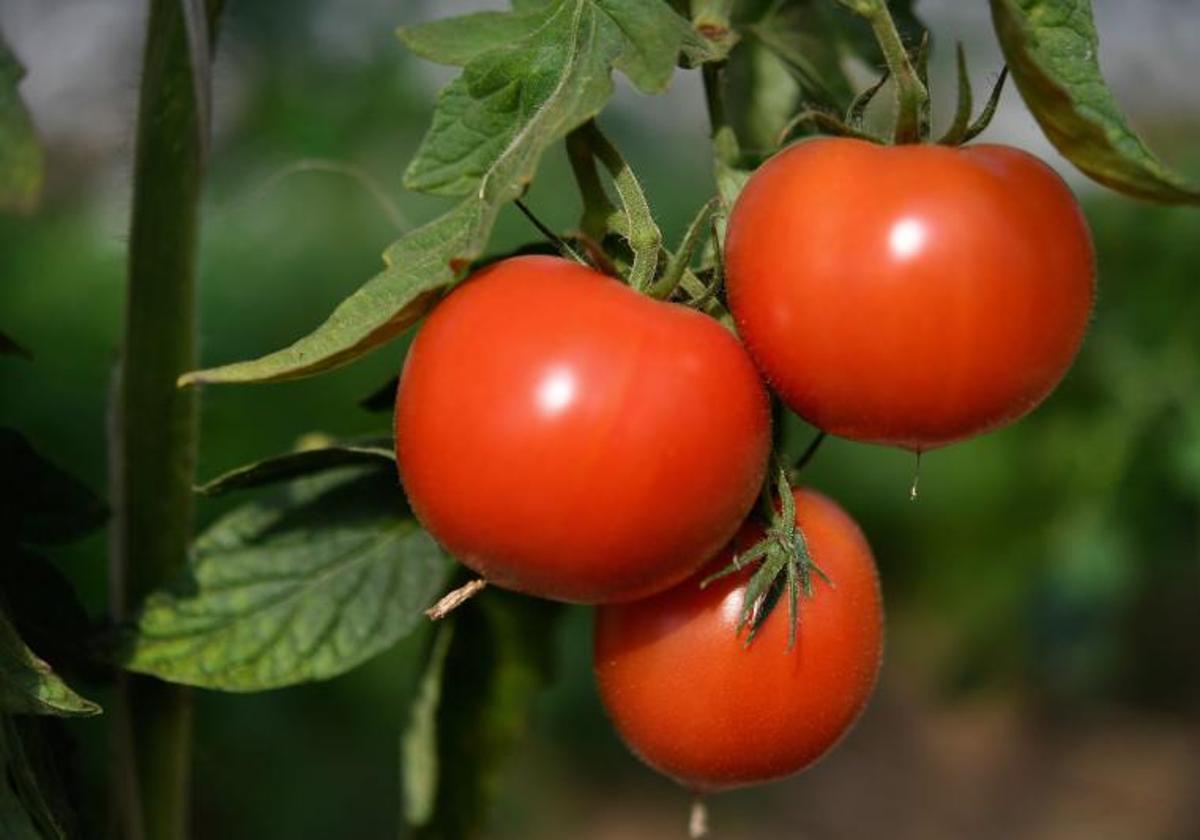 La Unión critica que el informe de Cooperativas Agroalimentarias de Extremadura reduce el coste de producción del tomate