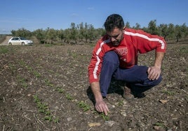 José Ángel Pérez comprueba cómo está creciendo los garbanzos en una parcela de Valencia del Ventoso.