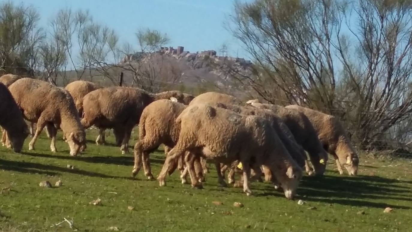 Ganaderos sustitutos