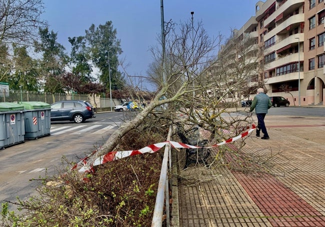 Aspecto del árbol, en el paseo central de la calle Londrés, que ha sido acordonado.