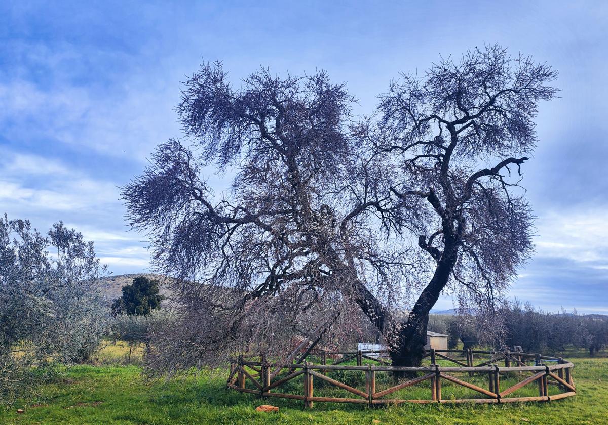 El Almendro Real comienza a vestirse de gala