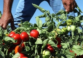 Plantación de tomates.
