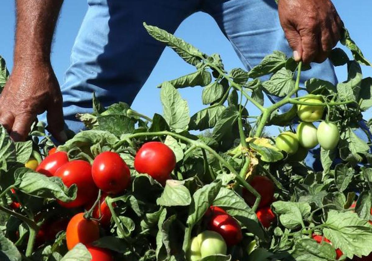 Plantación de tomates.