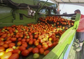 Cosechadora de tomate el año pasado en las Vegas del Guadiana.