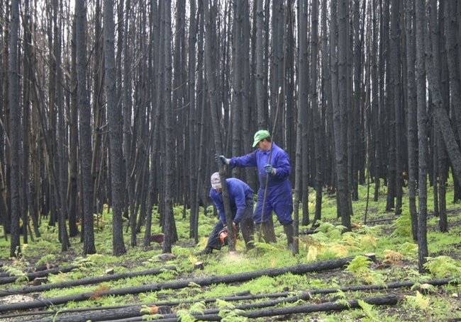 La madera también ocupa una parte importante del contenido del borrador del Plan.