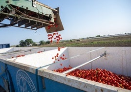 Cosechadora de tomate en una parcela de Montijo el verano pasado.