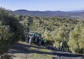 Trabajadores del campo recogiendo la aceituna durante la campaña.