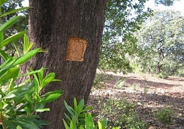 Las calas miden 12 por 12 centímetros para facilitar su manipulación.