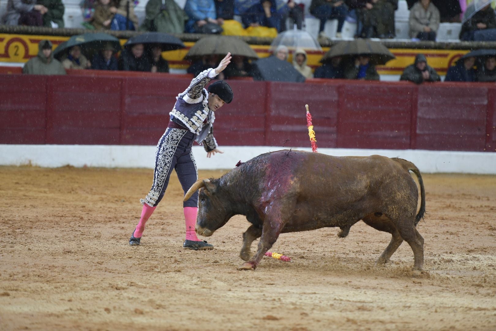 La novillada que abrió la feria de Olivenza, en imágenes