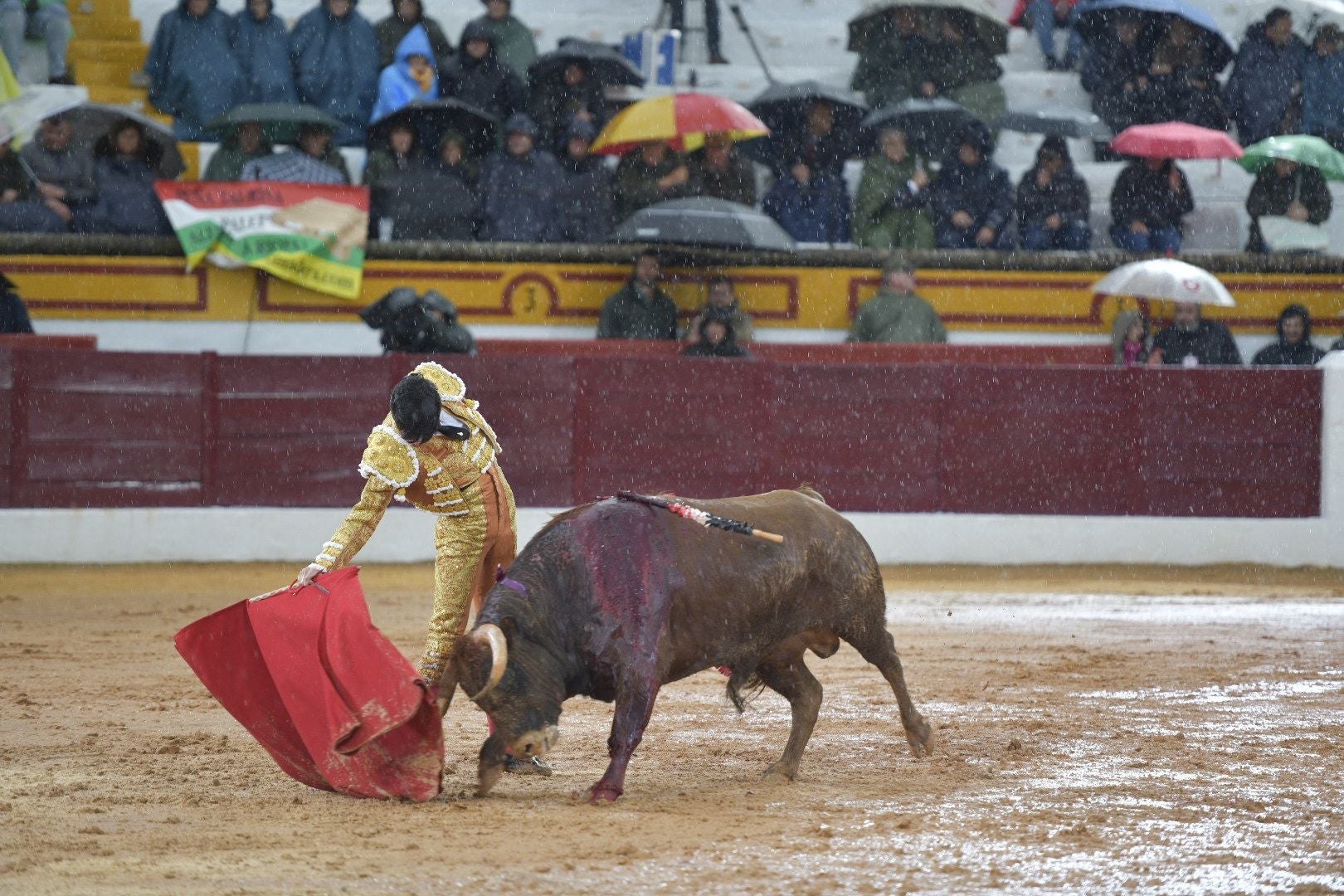 La novillada que abrió la feria de Olivenza, en imágenes