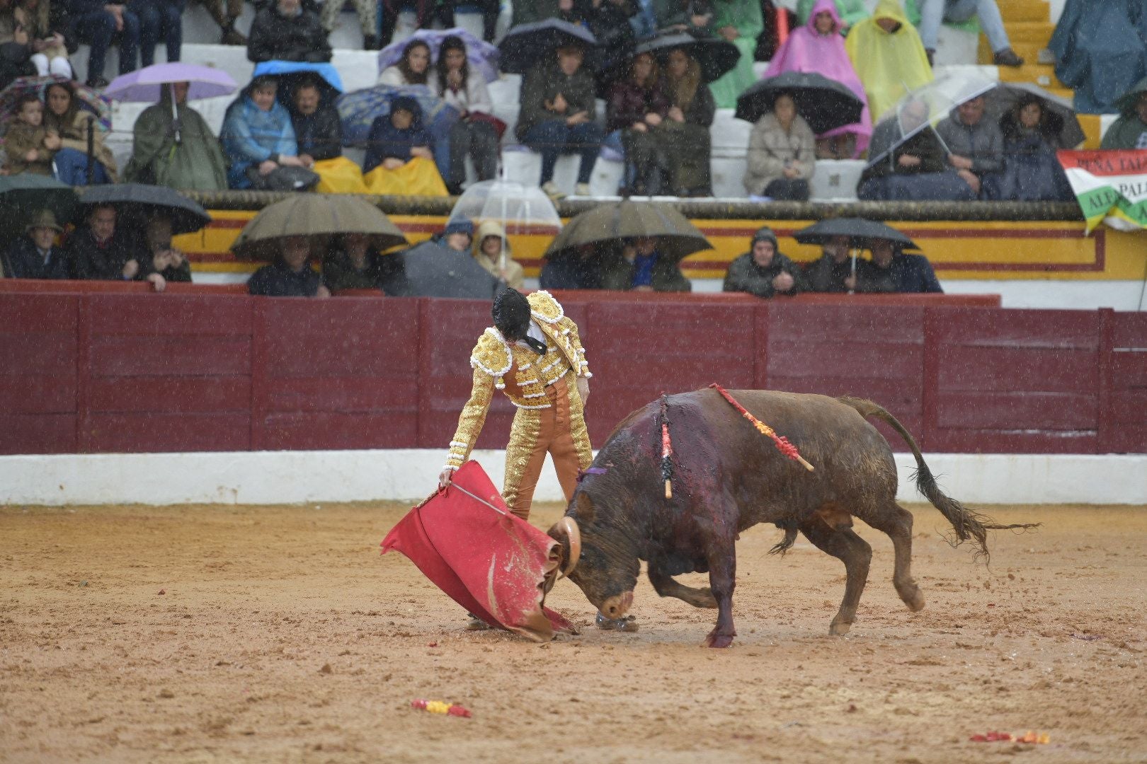 La novillada que abrió la feria de Olivenza, en imágenes