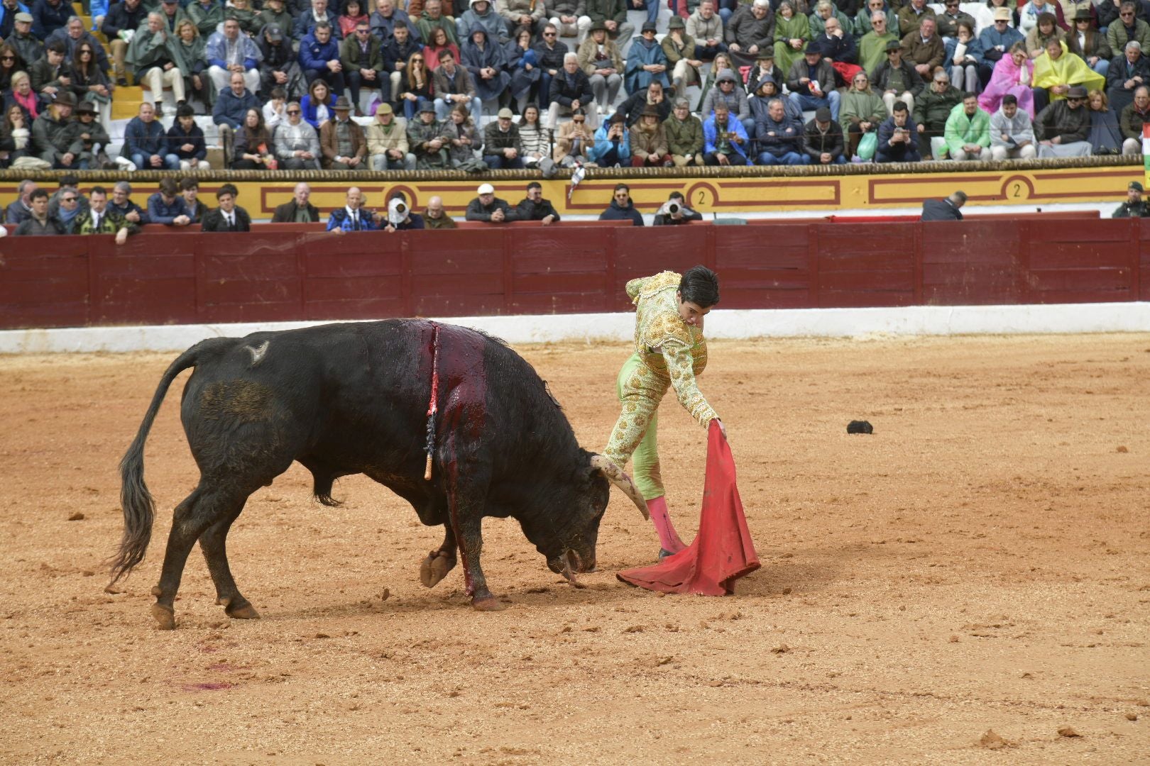 La novillada dominical de Olivenza, en imágenes