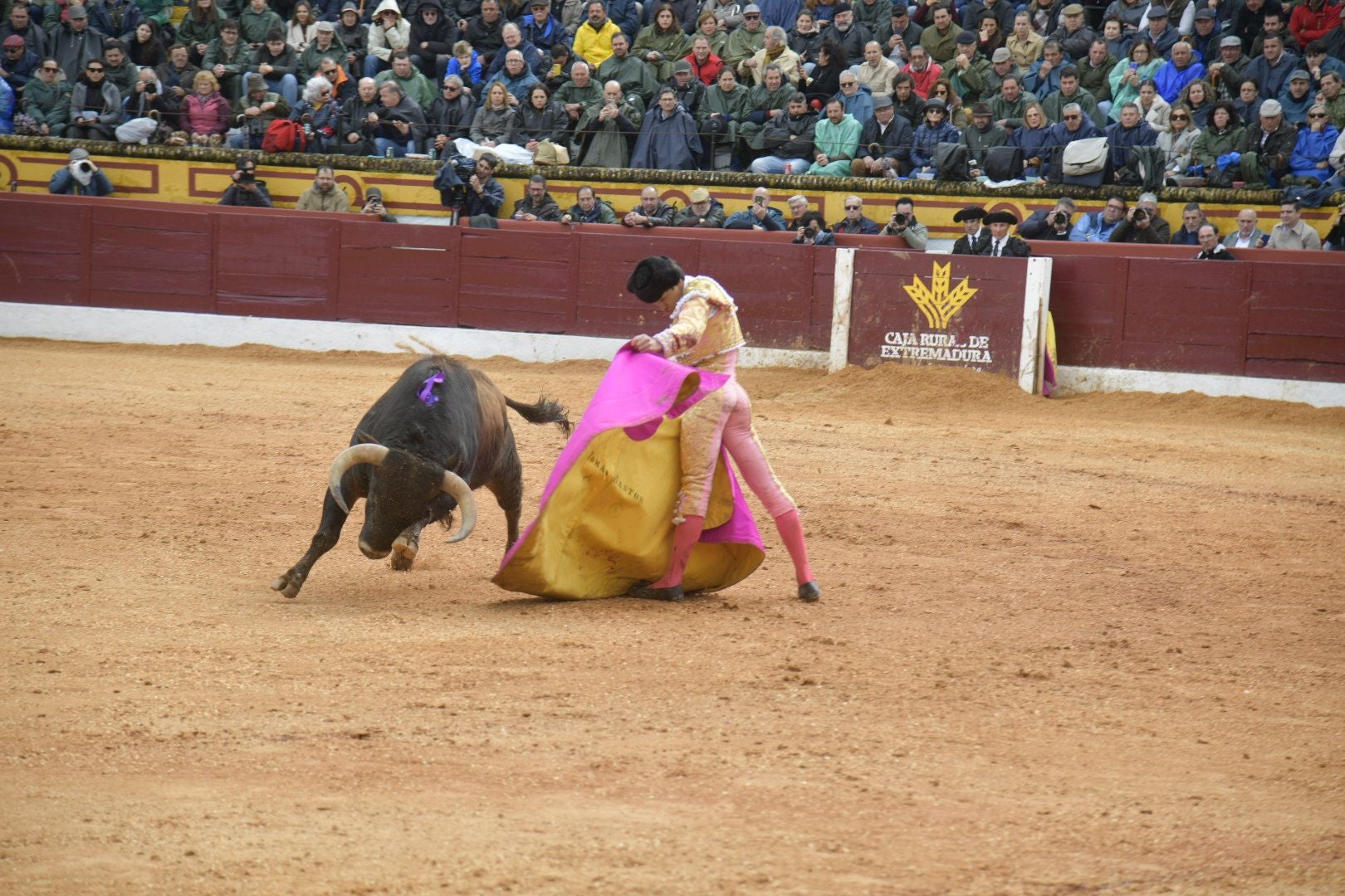 La novillada dominical de Olivenza, en imágenes