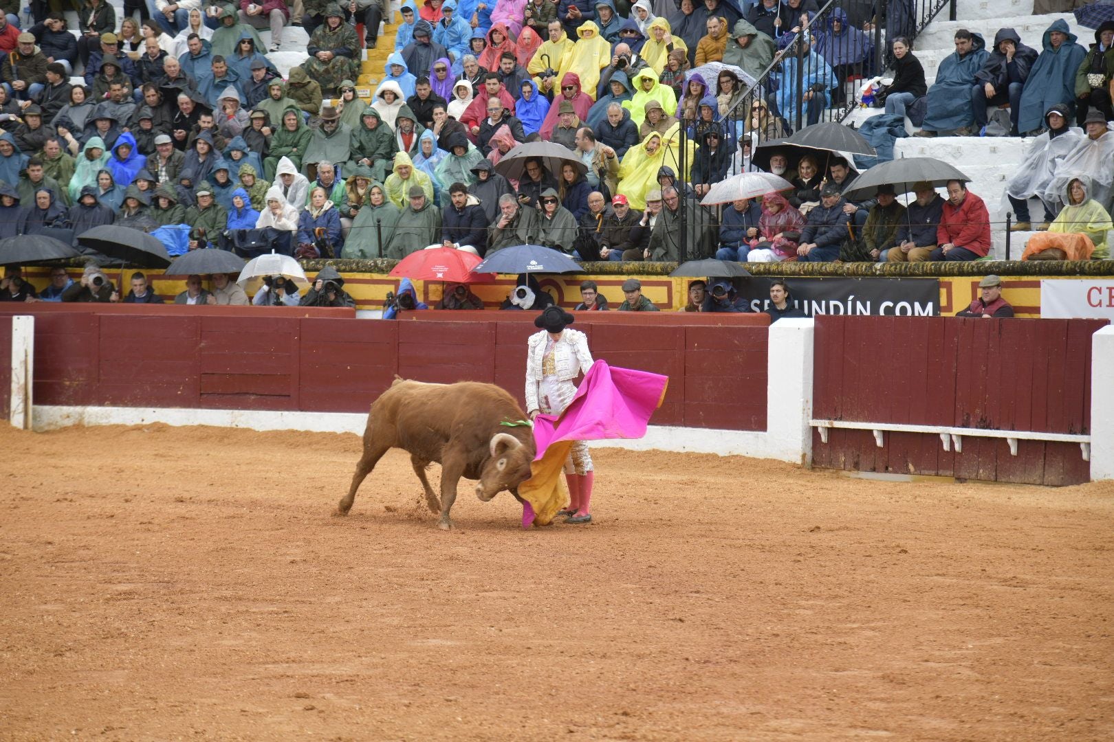 La novillada dominical de Olivenza, en imágenes