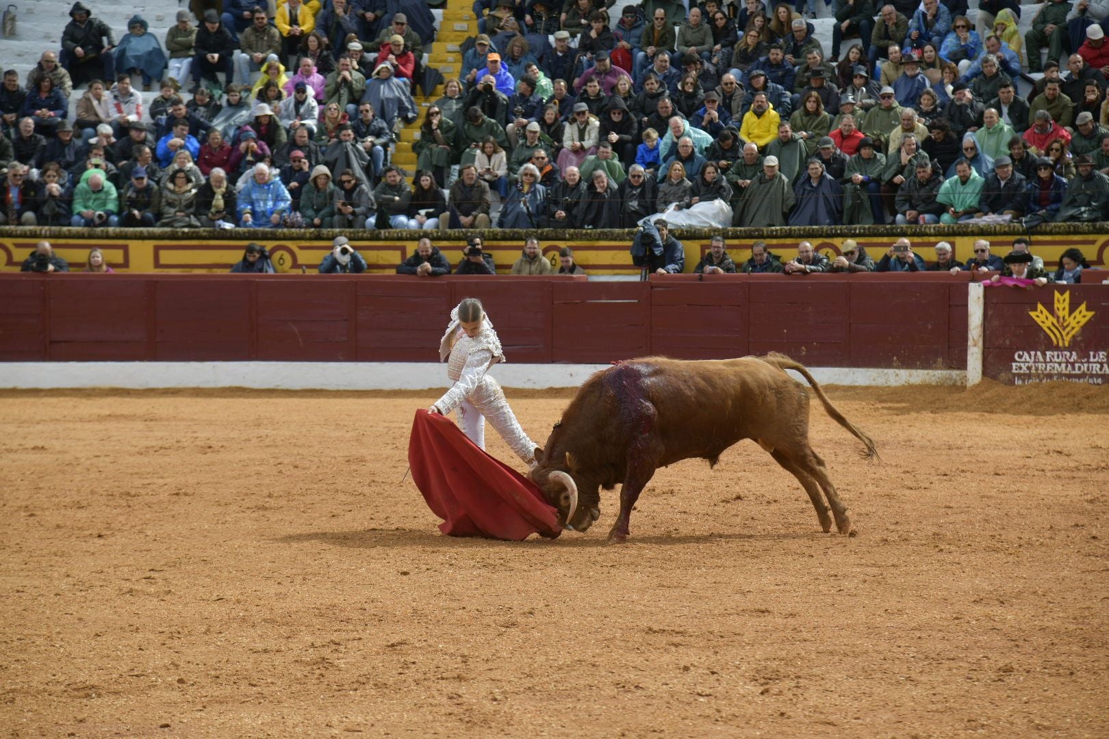 La novillada dominical de Olivenza, en imágenes