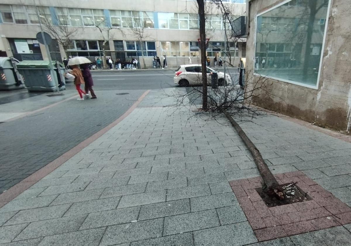 Árbol caído en Cáceres.