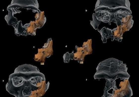 Reconstrucción 3D del homínido más antiguo de Europa Occidental.
