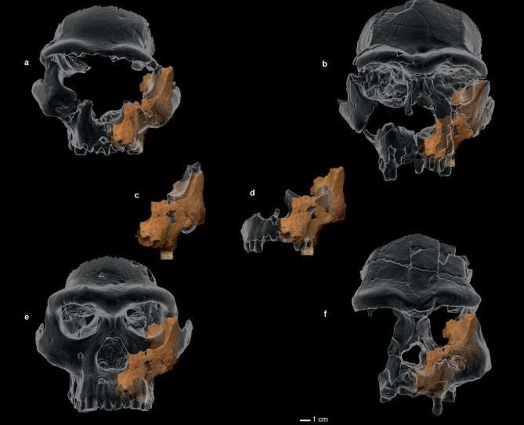 Reconstrucción 3D del homínido más antiguo de Europa Occidental.