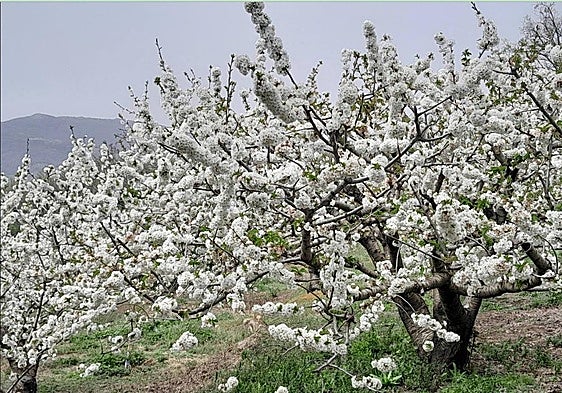 Deporte y Cerezo en Flor, pese a la lluvia