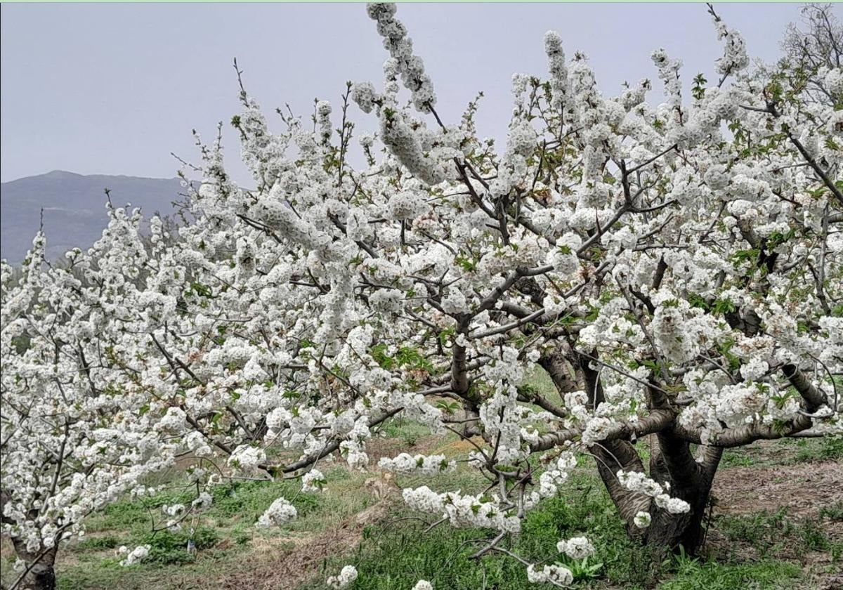 Deporte y Cerezo en Flor, pese a la lluvia