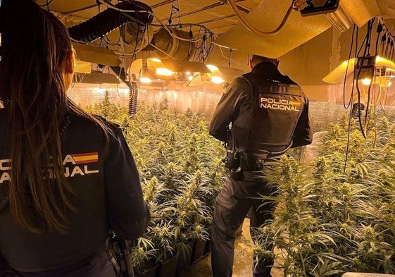 Agentes de la Policía Nacional inspeccionando la plantación de marihuana.