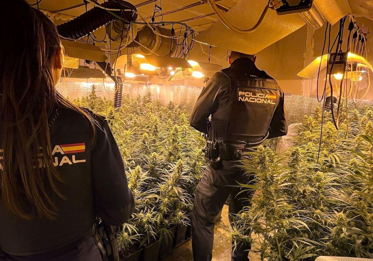 Agentes de la Policía Nacional inspeccionando la plantación de marihuana.