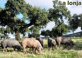 Lonja agropecuaria del martes, 25 de marzo