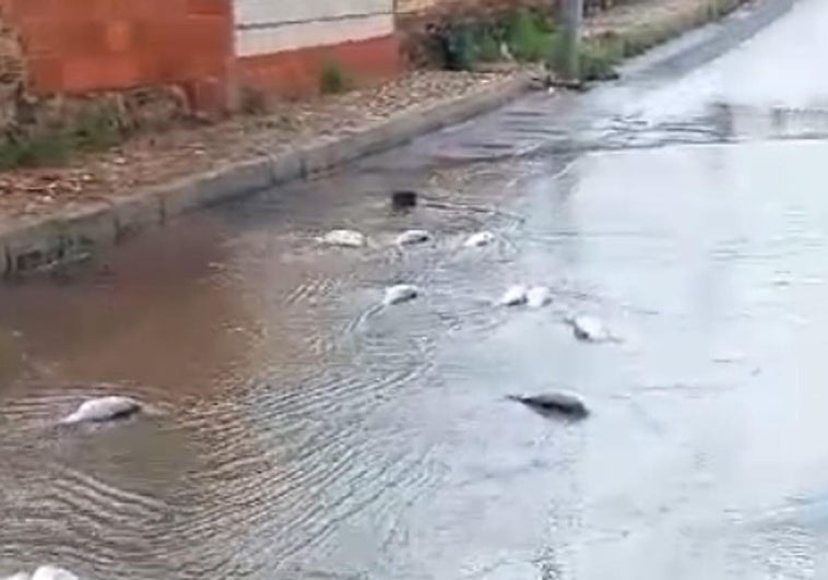 Las carpas en mitad de una calle en La Coronada.