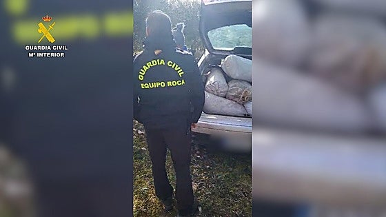 Robo de aceitunas en la provincia de Badajoz: 91 detenidos y 183.687 kilos recuperados