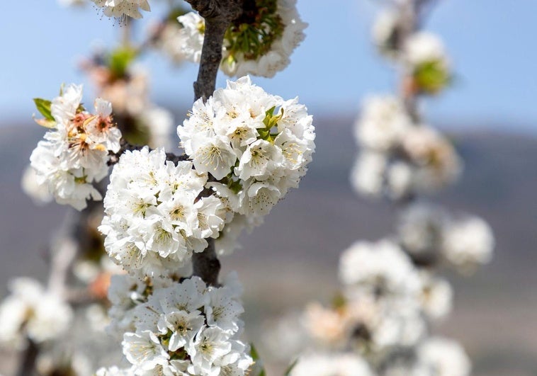 La Mancomunidad del Valle del Jerte avanza fechas para ver la floración de los cerezos