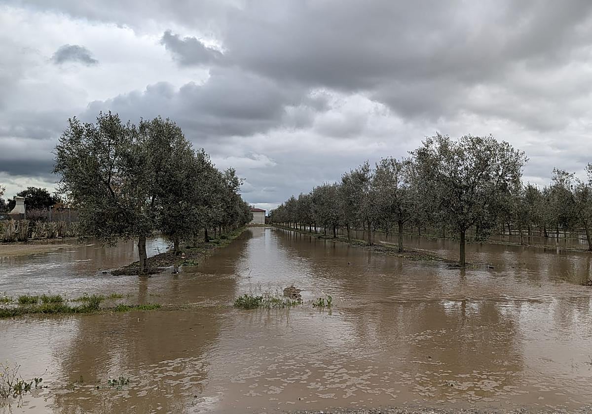 Olivar anegado por las últimas borrasca sen Medellín.