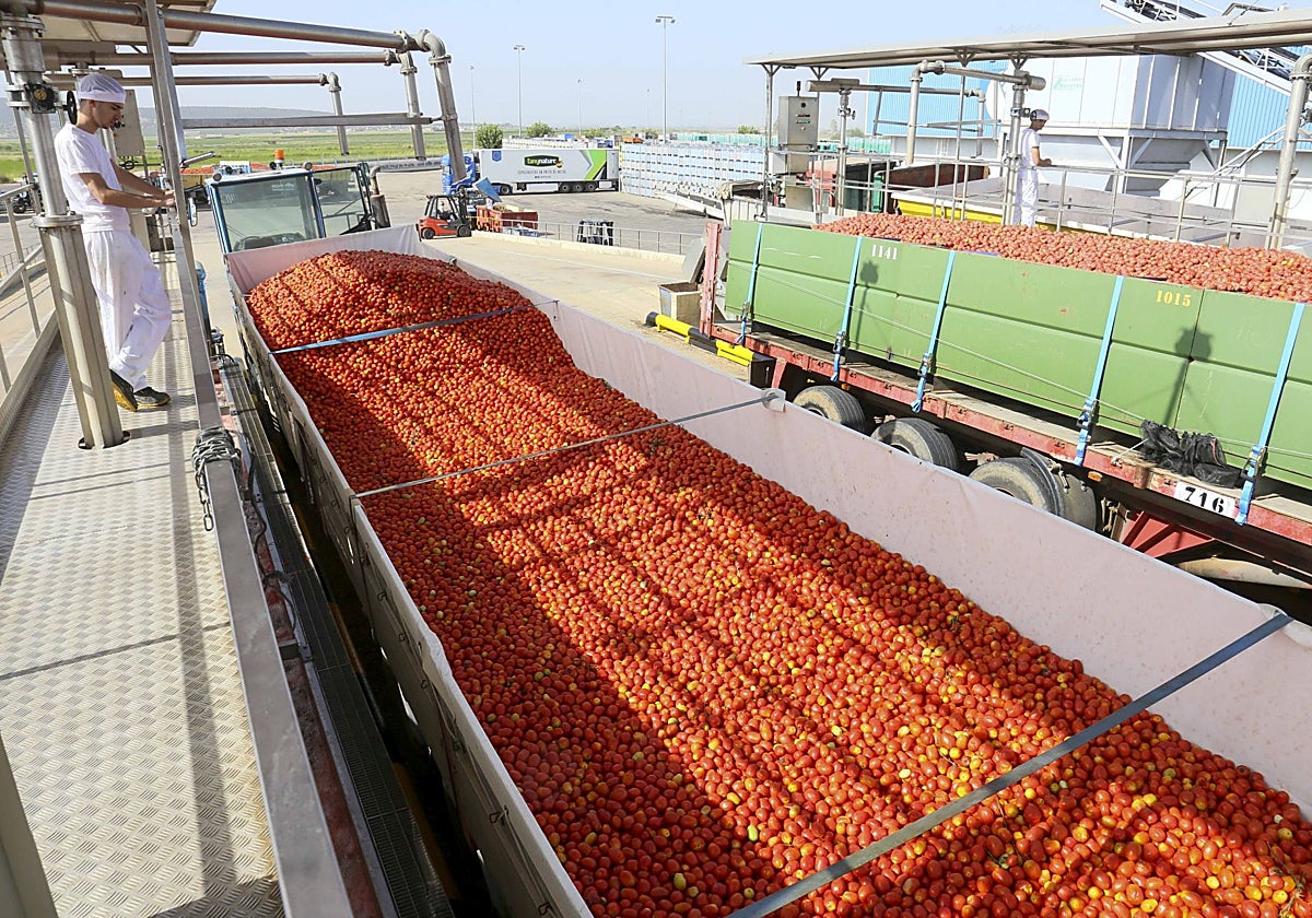 Tomate para industria con el que se elaboran las conservas de tomate.