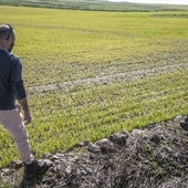 Manuel Martín, a la izquierda, y Cándido Méndez, miran una parcela de cereal encharcada en Llerena.