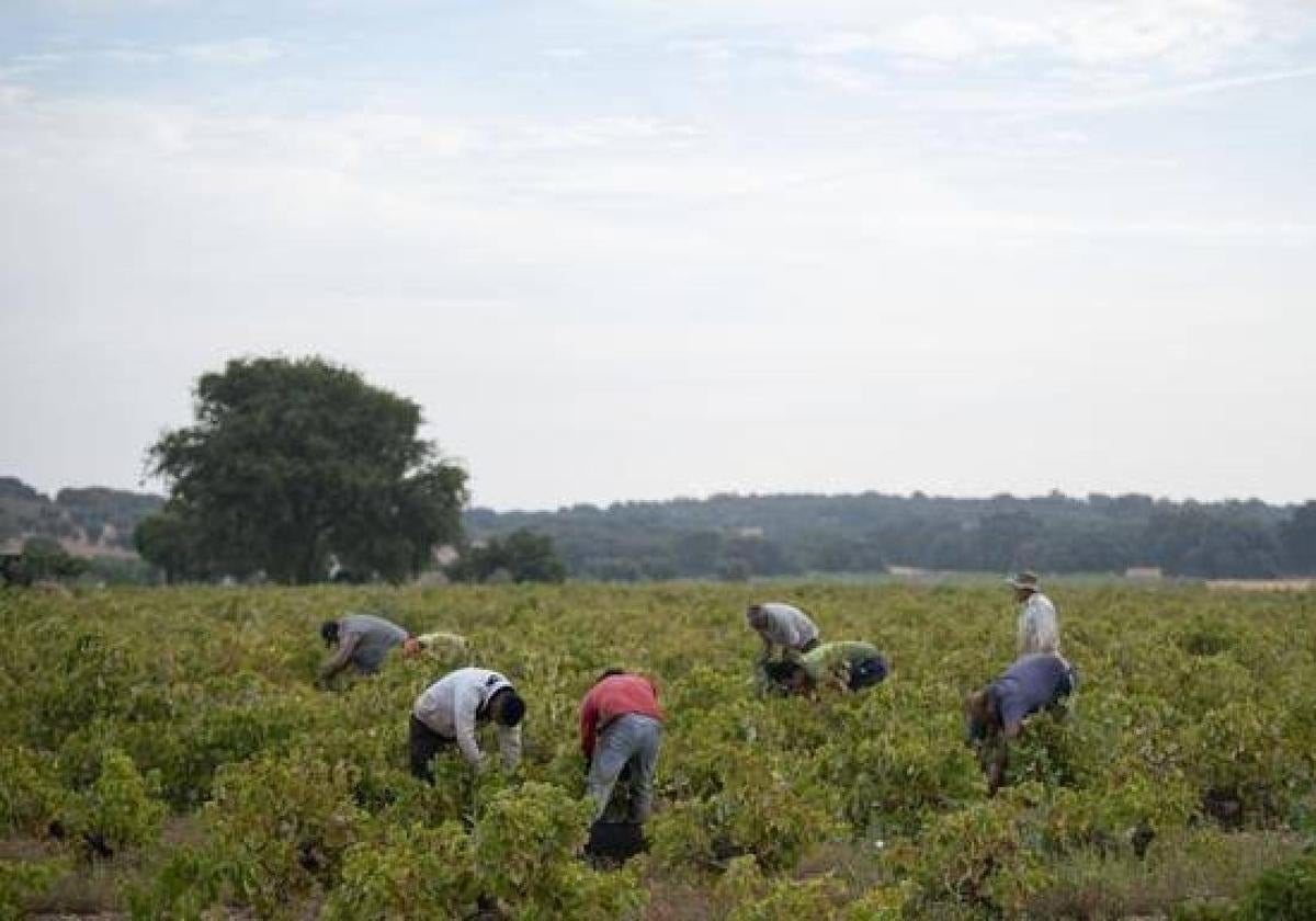 El antiguo PER repartirá 51 millones de euros para empleo agrario este año en Extremadura
