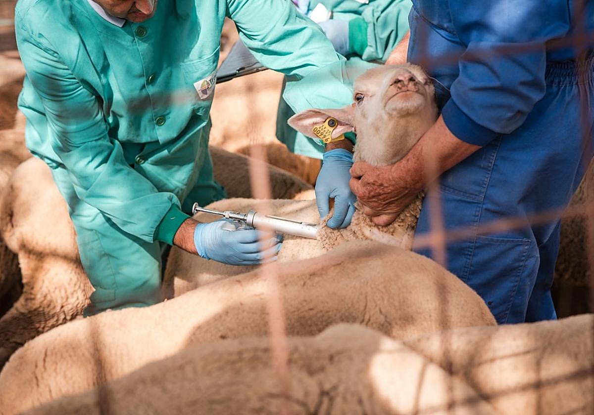 Un veterinario vacuna a una oveja en una explotación.