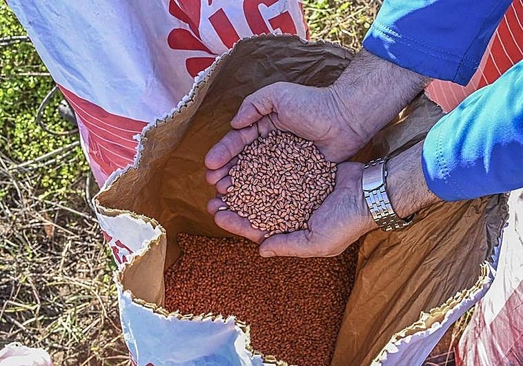 Nuevas semillas, con todas las de la ley