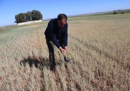 La agonía del campo
