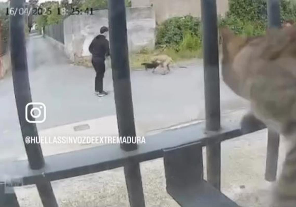 La gestora de la colonia felina que captó la muerte de &#039;Negri&#039;: «En dos meses han desaparecido cinco gatos»