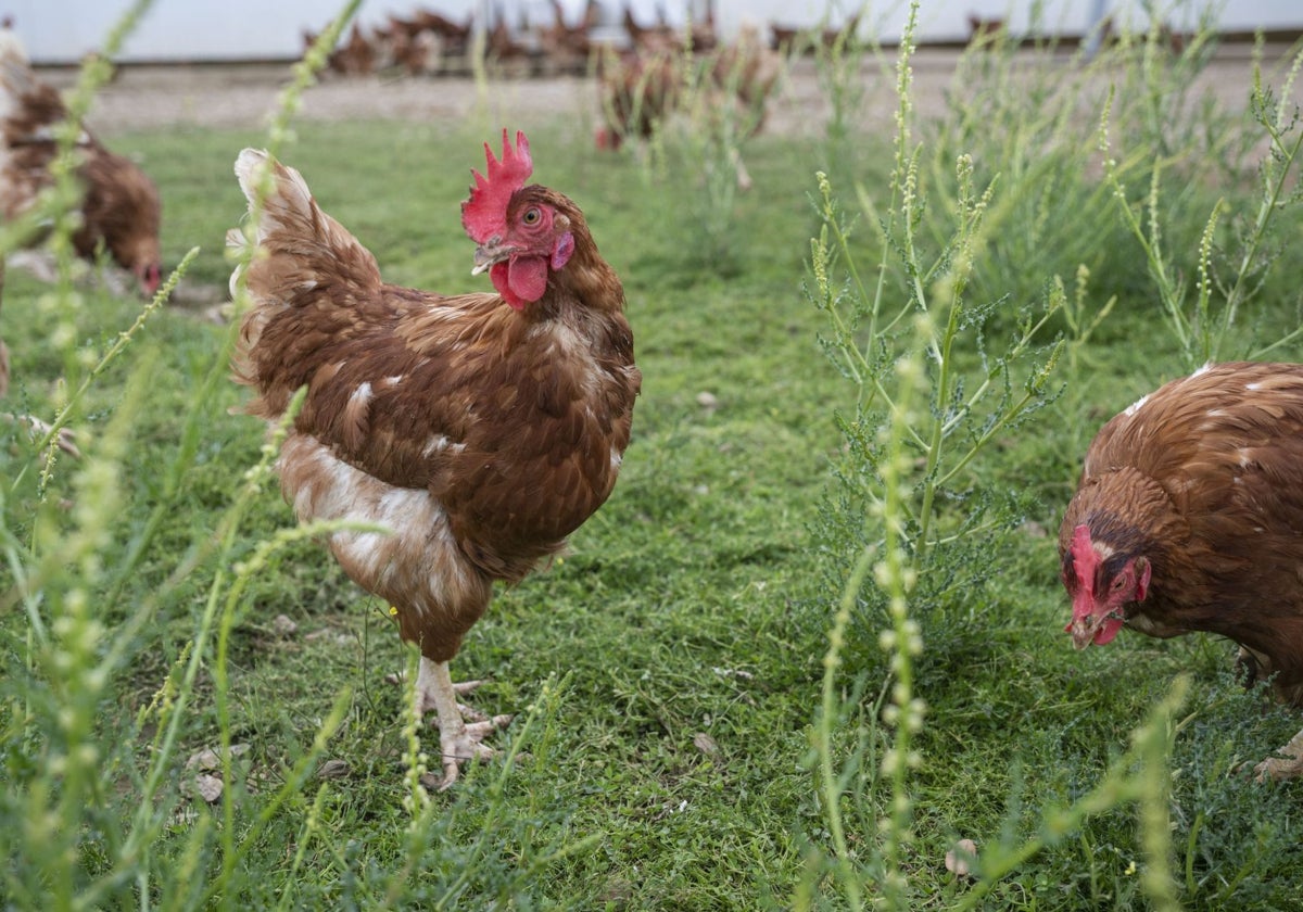 Más de 6.000 propietarios tienen gallinas para autoconsumo en la región