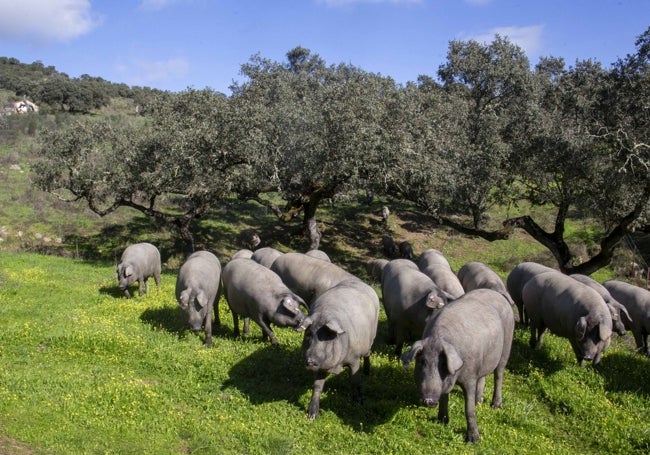 Cerdos ibéricos puros durante la montanera pasada en una finca en el término municipal de Jerez de los Caballeros.