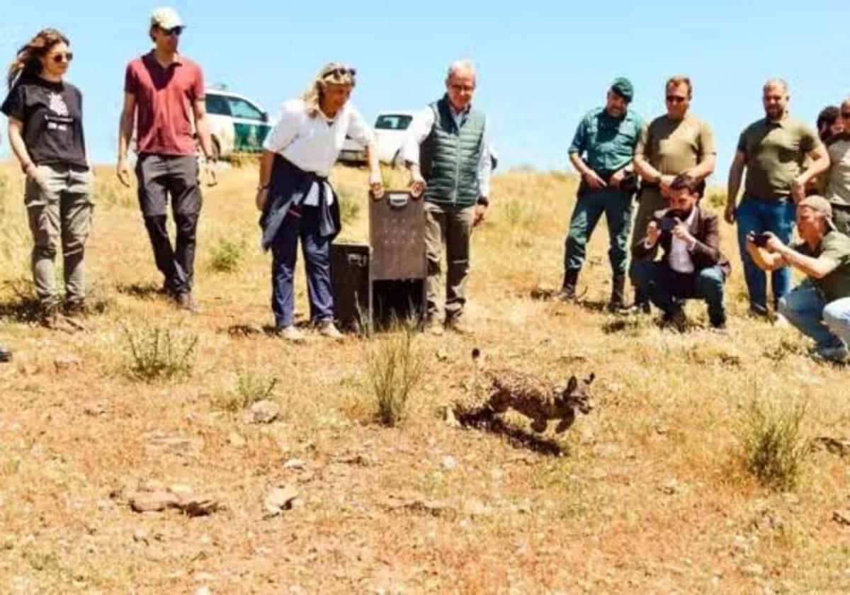 Vírgula recupera la libertad tras ser rescatada al morir su madre en un atropello