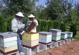 Las condiciones adversas han reducido el número de abejas.