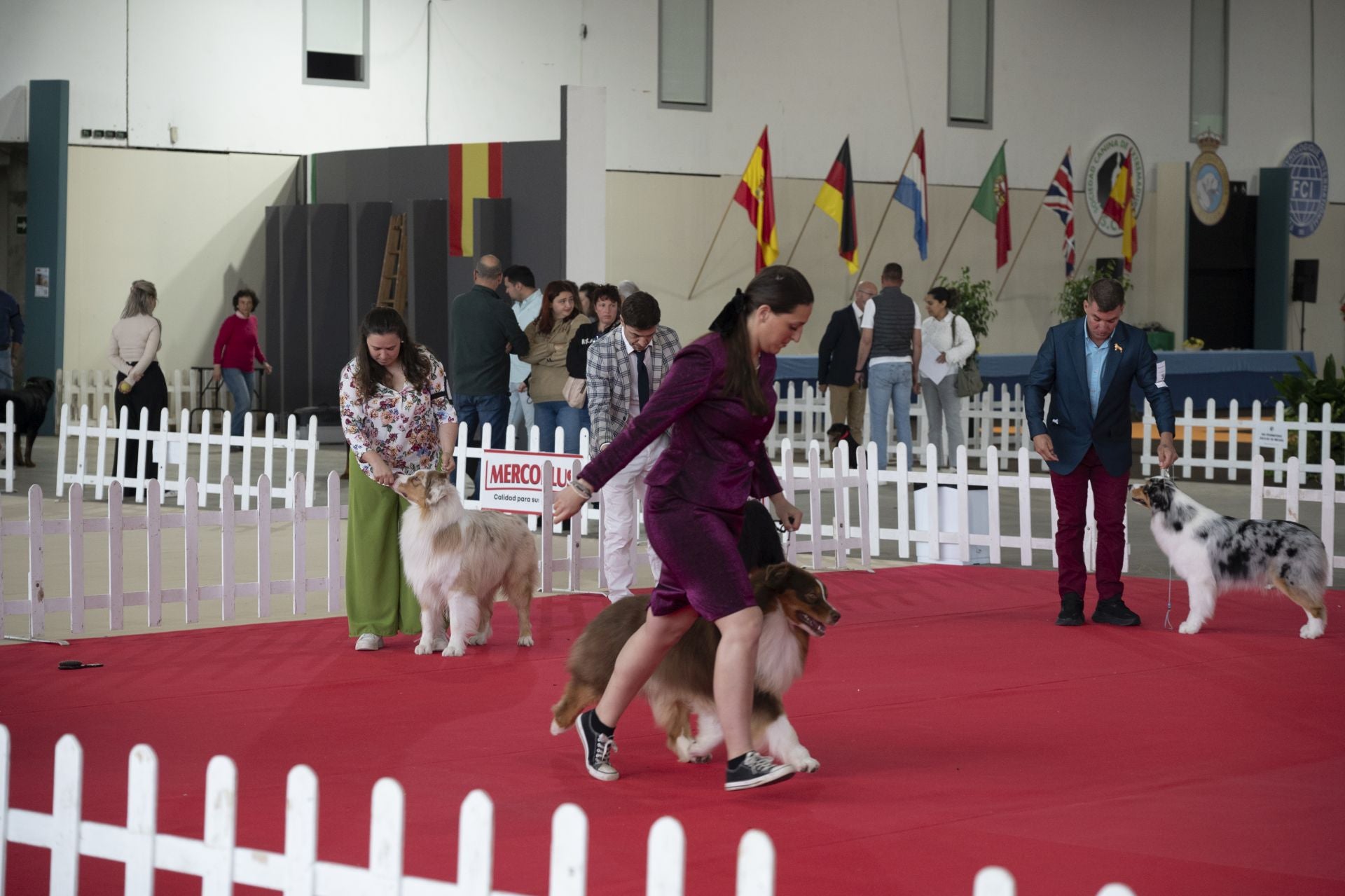 Las mejores imágenes de la Exposición Canina Internacional en Ifeba