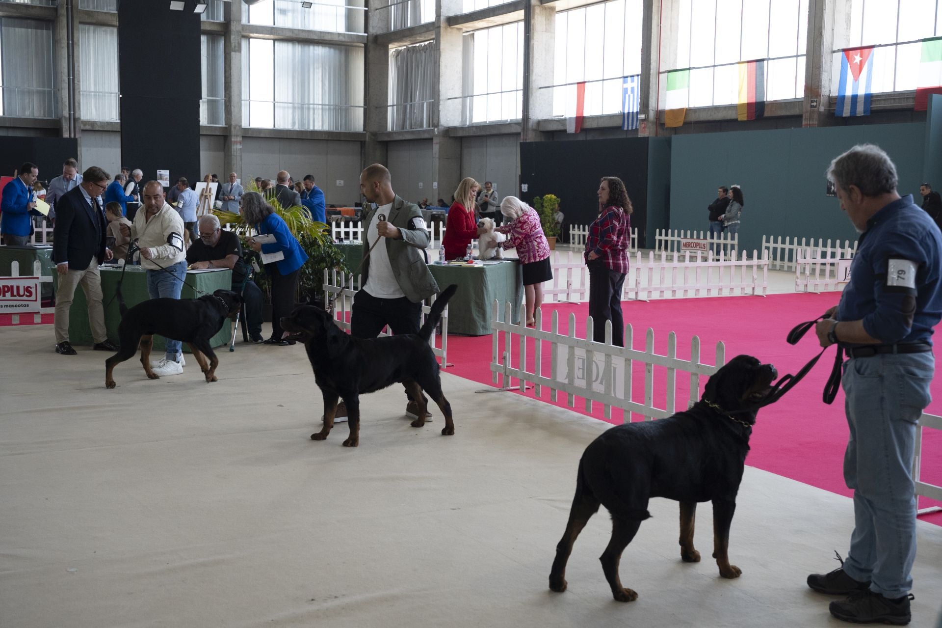Las mejores imágenes de la Exposición Canina Internacional en Ifeba
