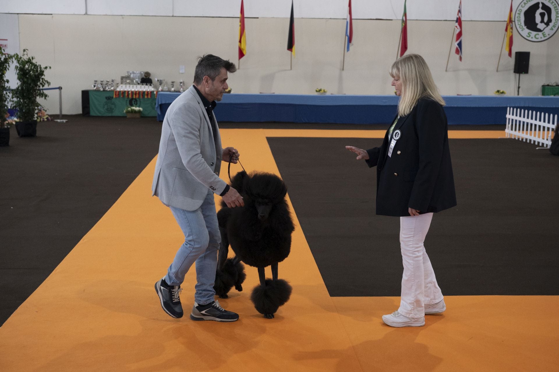 Las mejores imágenes de la Exposición Canina Internacional en Ifeba