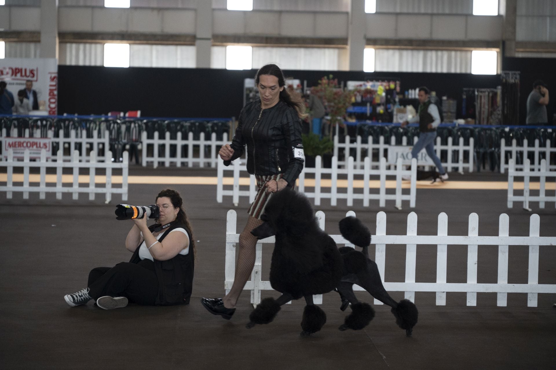 Las mejores imágenes de la Exposición Canina Internacional en Ifeba