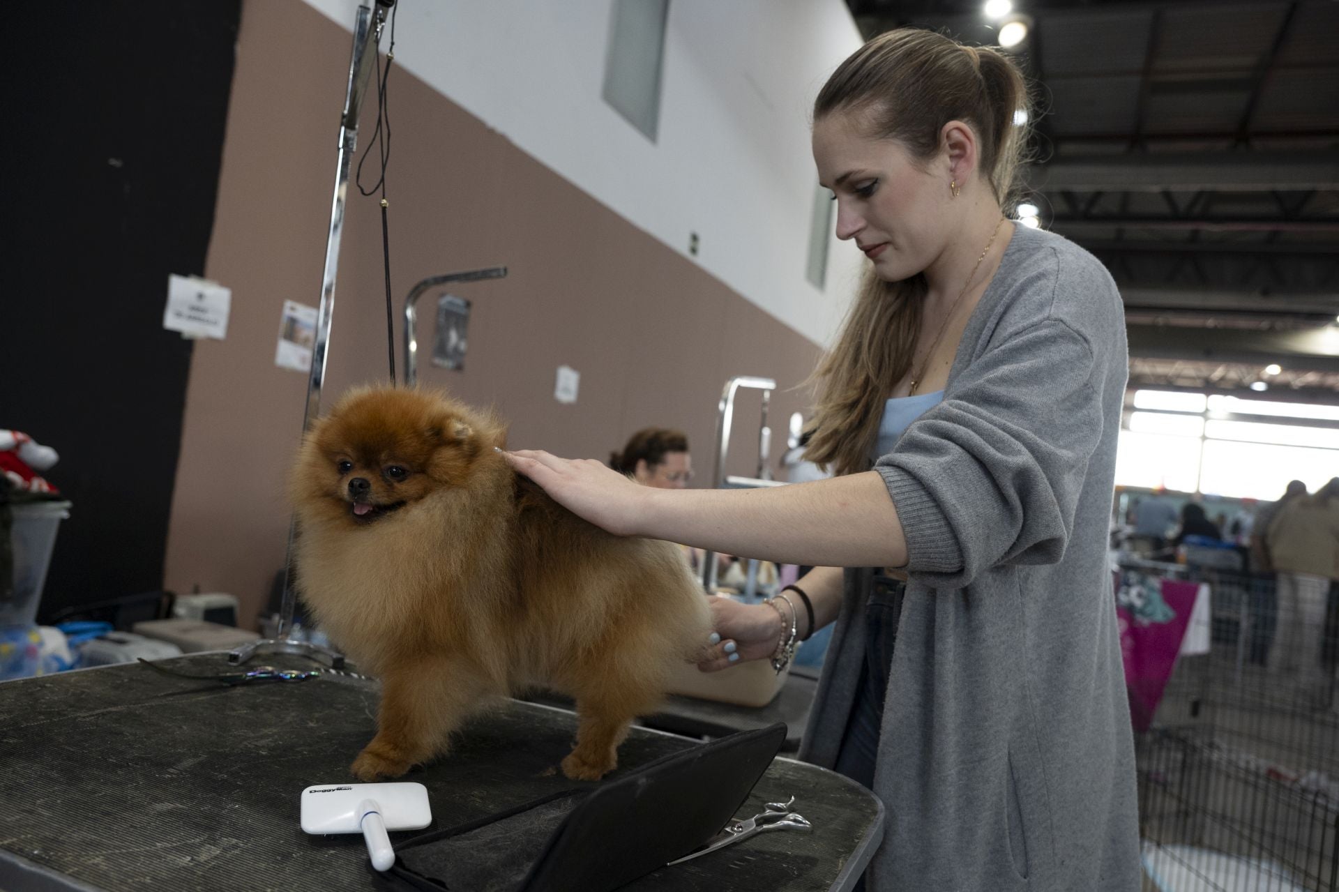 Las mejores imágenes de la Exposición Canina Internacional en Ifeba