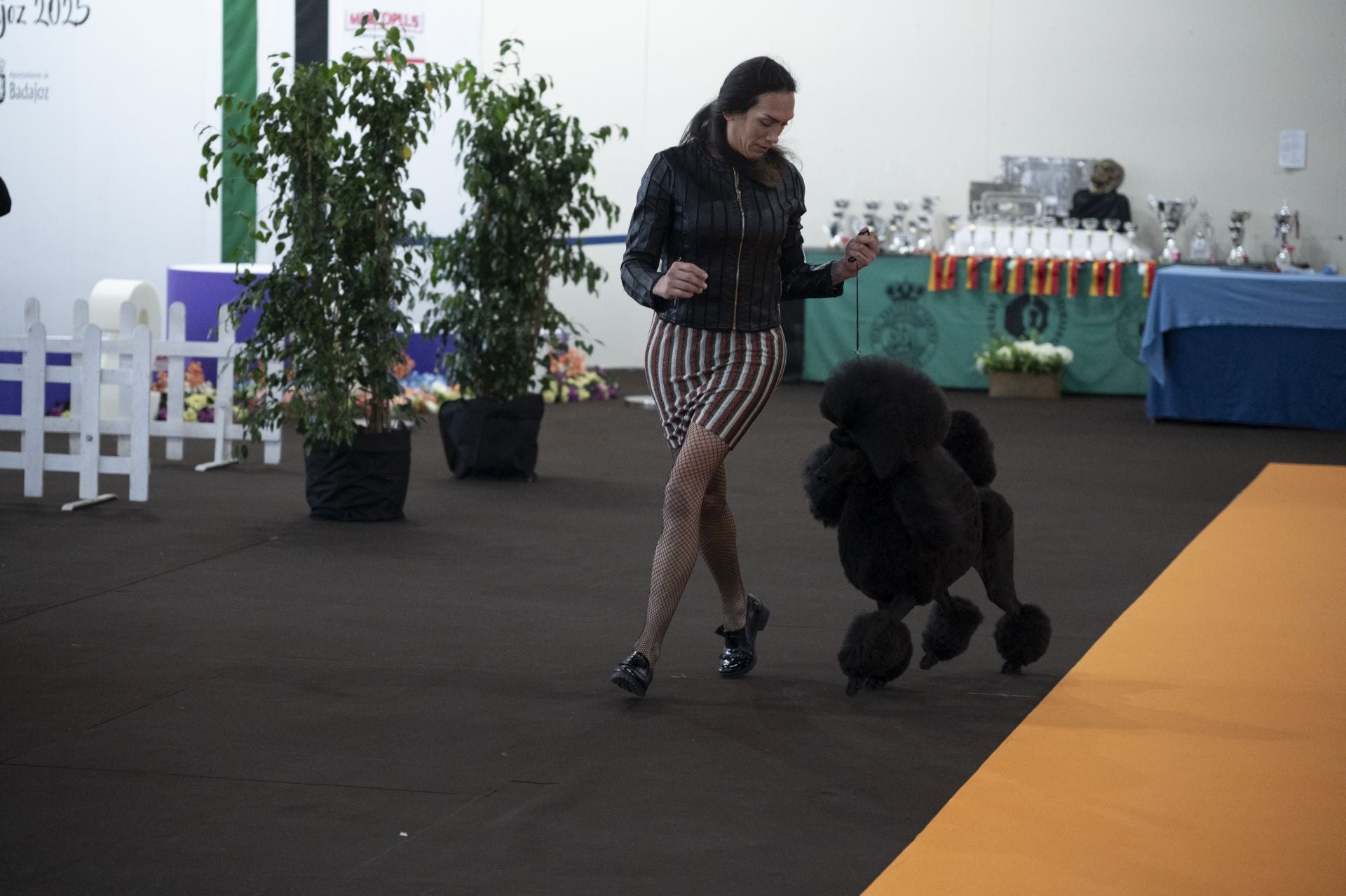 Las mejores imágenes de la Exposición Canina Internacional en Ifeba