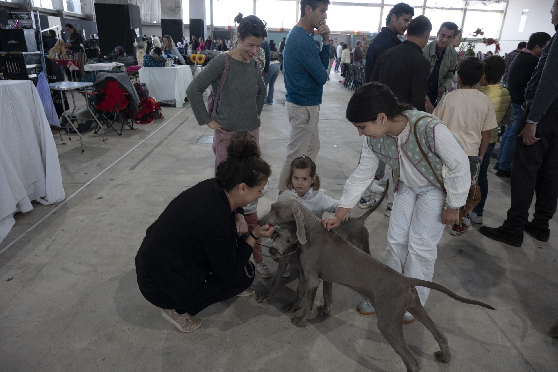 Las mejores imágenes de la Exposición Canina Internacional en Ifeba